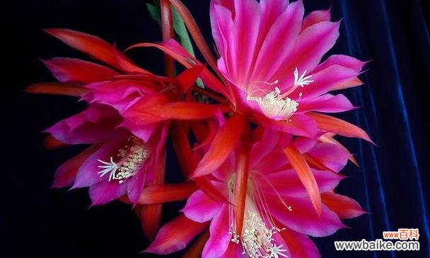 在花海中绽放的自信与荣耀 骄傲之花