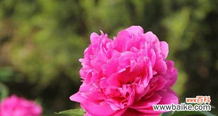 在花海中绽放的自信与荣耀 骄傲之花