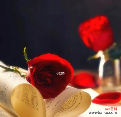 百合的花语与梦想的启示 梦想之花