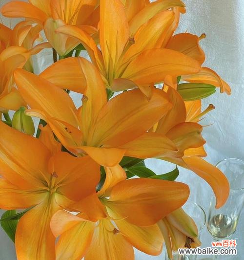 百合的花语与梦想的启示 梦想之花