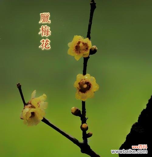 百合的花语与梦想的启示 梦想之花