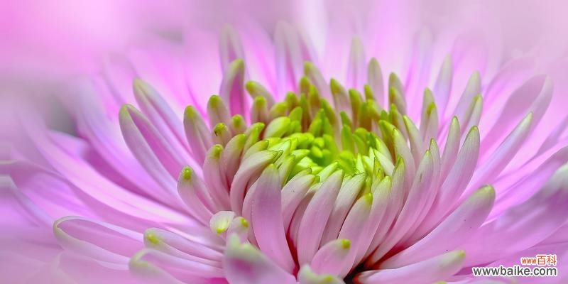 用花语述说爱的旋律 缠绵芳草间的浪漫情感