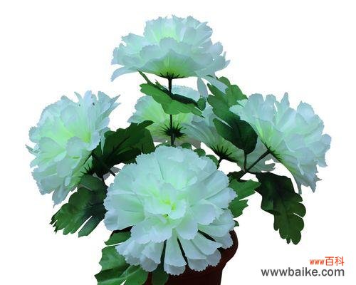 以白色菊花代表清明节 清明节花祭祖，传递思念与敬意