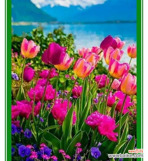 用百合花绽放亲情的美好 以百合花代表亲情的温暖