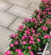 以花为媒 花开平安，春色绽放