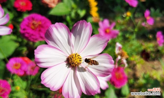 男人之花 男人之花——揭秘不为人知的代表男人的花朵