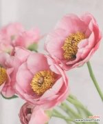 男人之花 男人之花——揭秘不为人知的代表男人的花朵