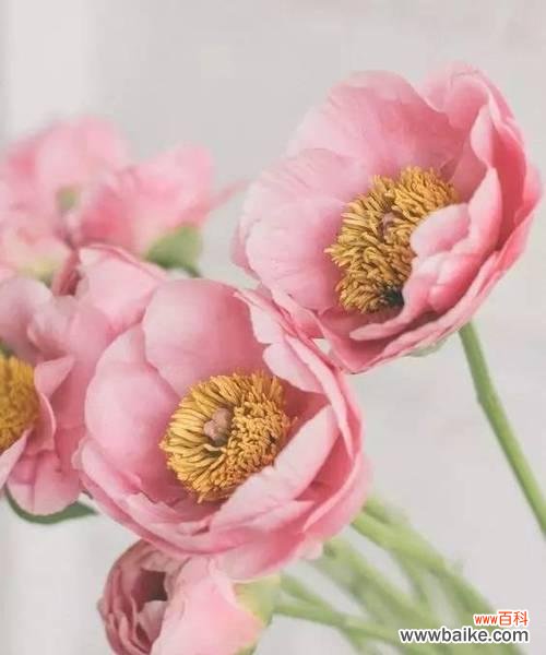 男人之花 男人之花——揭秘不为人知的代表男人的花朵