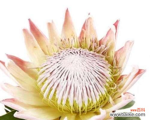 探索世界各地花卉背后的胜利之意 胜利之花