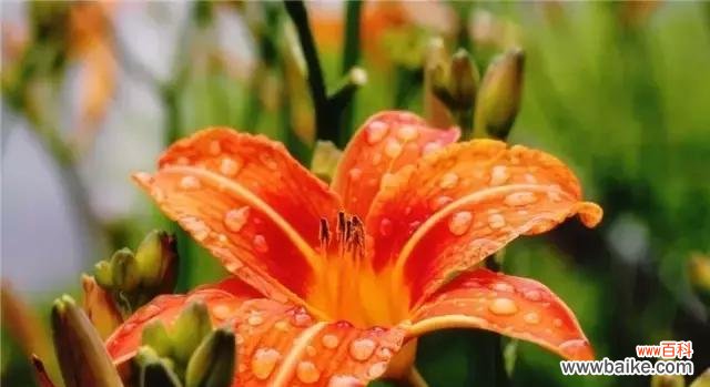 探索世界各地花卉背后的胜利之意 胜利之花