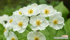 用花的绽放诠释生命的奇迹 以花为象征，探索生命的意义