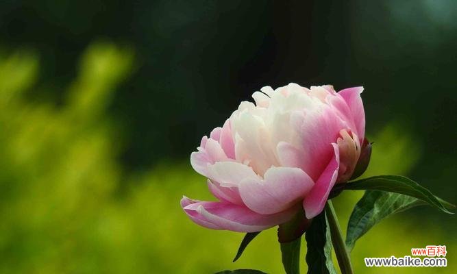 传递善良的力量 以百合花代表善良的美德