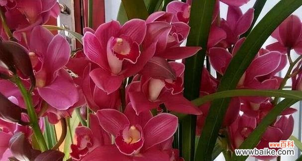 以玫瑰为主题的柔弱娇贵之美 花语中的柔弱娇贵