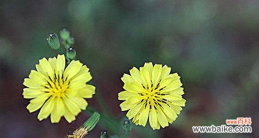 以白色小桔梗代表柔弱 花语中的柔弱之美