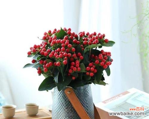 花儿为什么成为思念的象征 思念之花