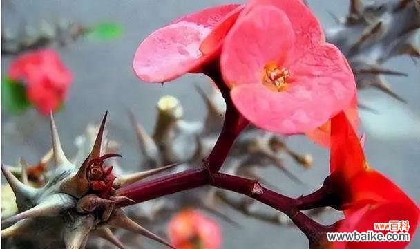 唤醒心灵的花海奇遇 以守护为主题的花语之旅