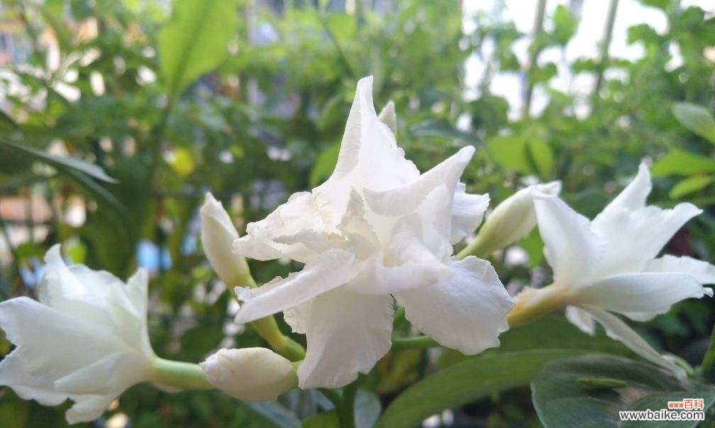 唤醒心灵的花海奇遇 以守护为主题的花语之旅