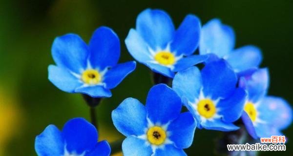 以花为语 花开思念，情深永存