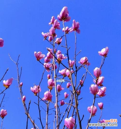 以美丽的花朵诠释温柔 花之温柔