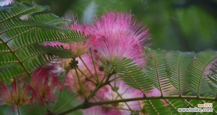 以美丽的花朵诠释温柔 花之温柔