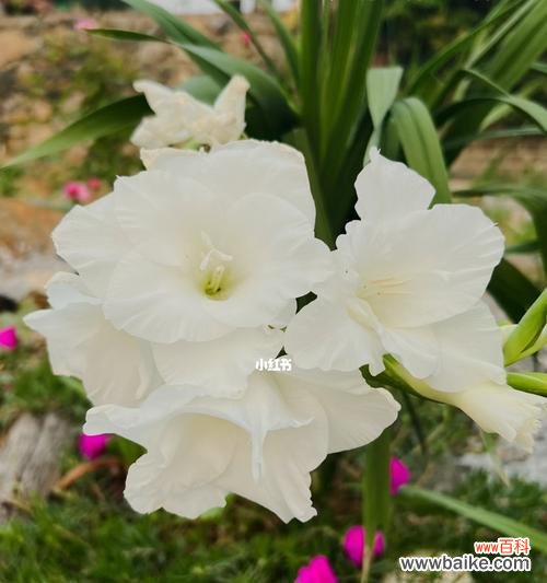 以美丽的花朵诠释温柔 花之温柔