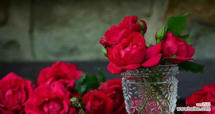 用花的语言 花开心事忘