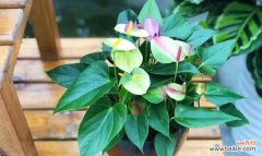 传承吉祥寓意的花卉选择与养护技巧 寓意幸运和好运的花卉——花中吉祥