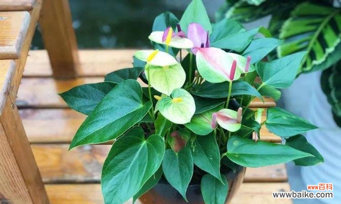 传承吉祥寓意的花卉选择与养护技巧 寓意幸运和好运的花卉——花中吉祥