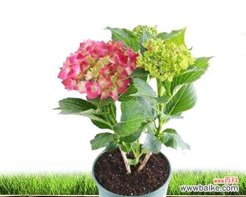 传承吉祥寓意的花卉选择与养护技巧 寓意幸运和好运的花卉——花中吉祥