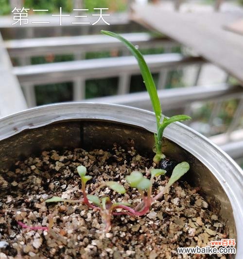 绽放希望的花朵 以百合代表新生