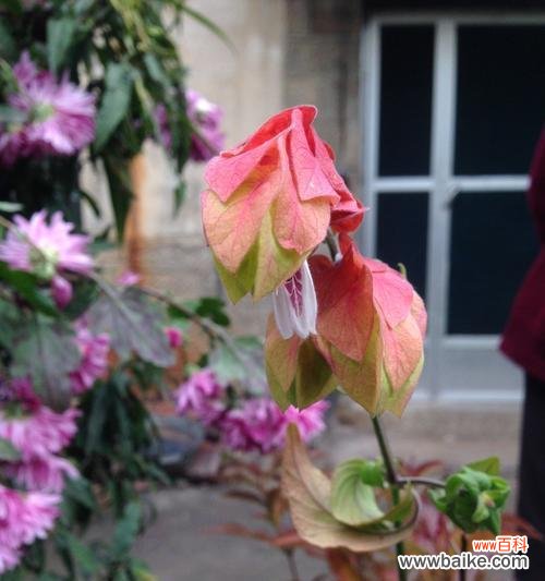 绽放希望的花朵 以百合代表新生