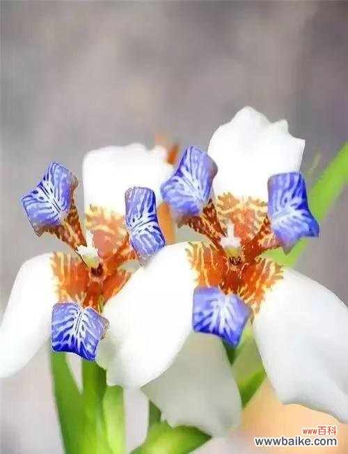 用花来寄托永恒的爱 一生一世，情深似海