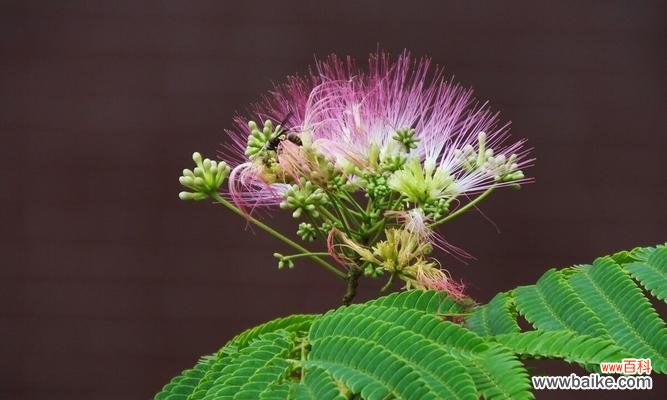 用花来寄托永恒的爱 一生一世，情深似海