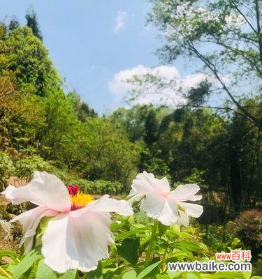 用花来寄托永恒的爱 一生一世，情深似海