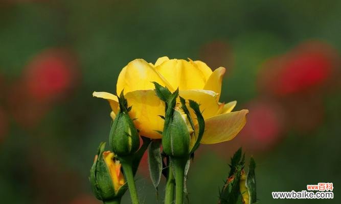 百合花的纯洁和宽容是原谅的象征 用百合花象征原谅