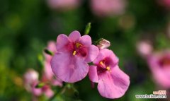 百合花的纯洁和宽容是原谅的象征 用百合花象征原谅