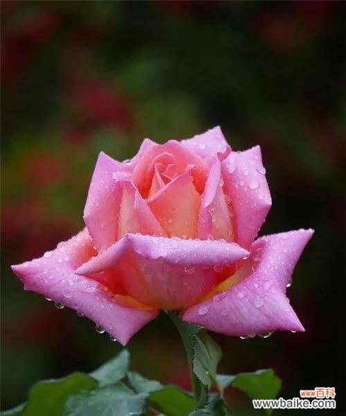 以紫罗兰代表友情的持久 友情长久如花开绽