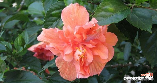 以紫罗兰代表友情的持久 友情长久如花开绽