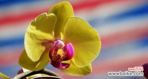 以紫罗兰代表友情的持久 友情长久如花开绽