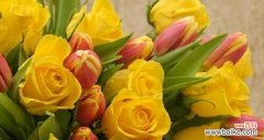 康乃馨花语和友情的深刻寓意 用康乃馨代表友情