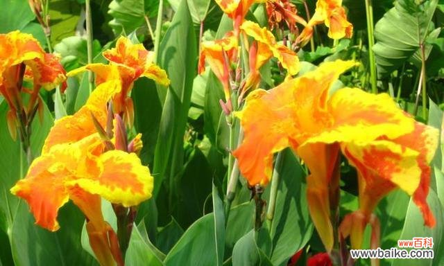 以花为媒 花开专一忠诚