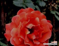 以花为媒 花开专一忠诚