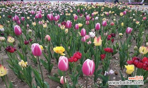 花语祝福的意义及相关花卉的象征意义 花语祝福，用花传递无限祝福