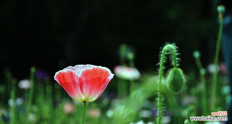 从泥泞中绽放的坚韧与美丽 以莲花代表重新开始