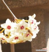 以百合花为主题 花的重生