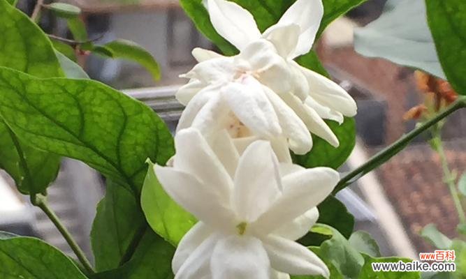 以菊花为象征的忠诚品质及其文化内涵 忠诚的花朵——菊花