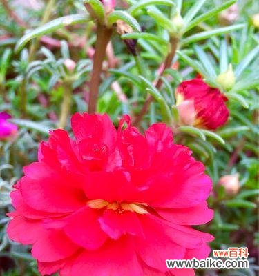 以菊花为象征的忠诚品质及其文化内涵 忠诚的花朵——菊花