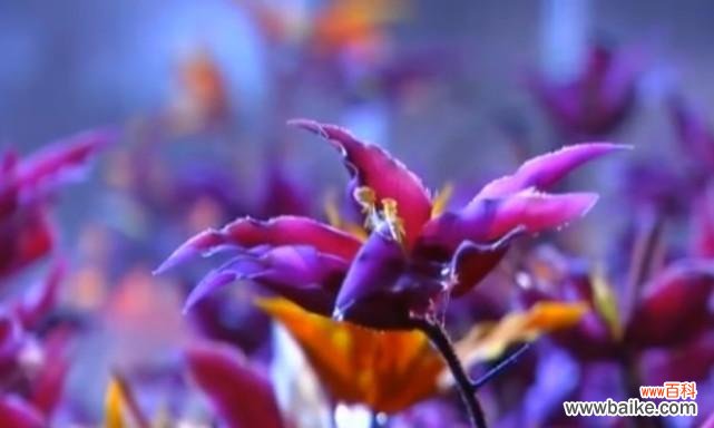 用花朵解读爱情的无尽迷茫 花海中的爱情奇遇