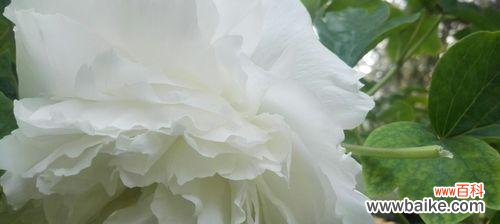 花开的崇敬之意与人际关系 以玫瑰花为象征的尊敬