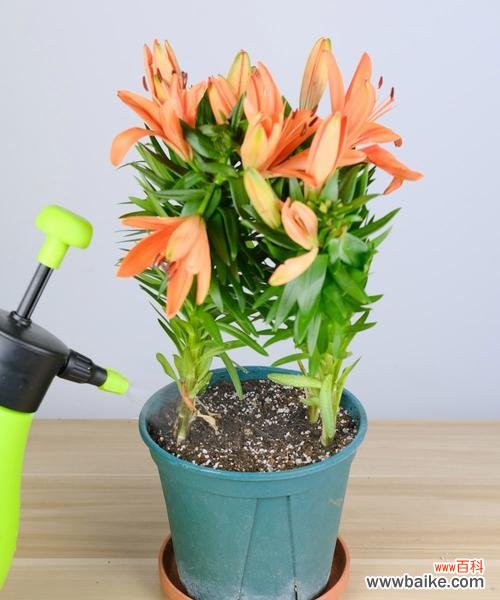 花开的崇敬之意与人际关系 以玫瑰花为象征的尊敬